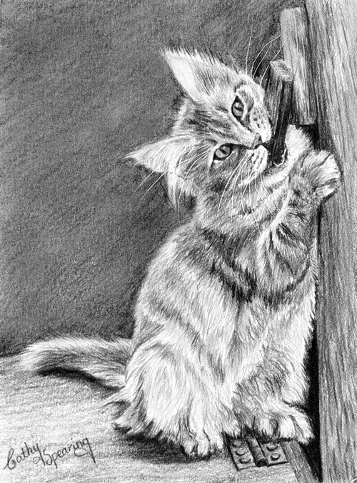 mini mainecoon kitten